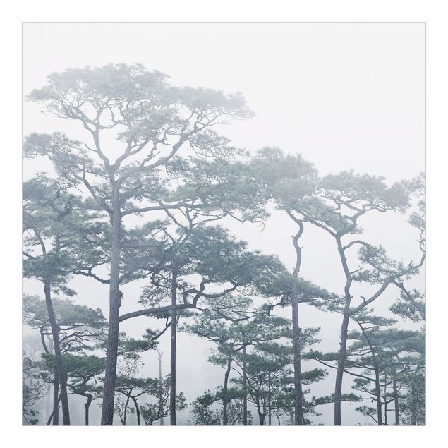 Fotobehang Treetops In Fog
