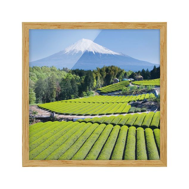 Ingelijste posters Tea Fields In Front Of The Fuji