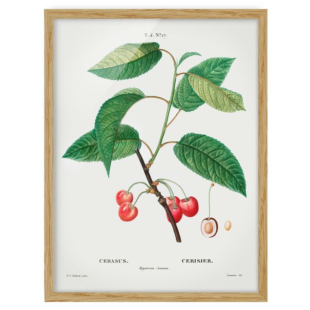 Ingelijste posters Botany Vintage Illustration Red Cherries