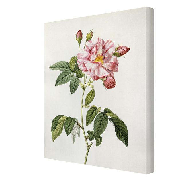 Canvas schilderijen Pierre Joseph Redoute - Pink Gallica Rose