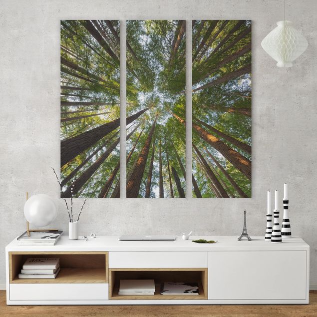 Canvas schilderijen - 3-delig Sequoia Tree Tops