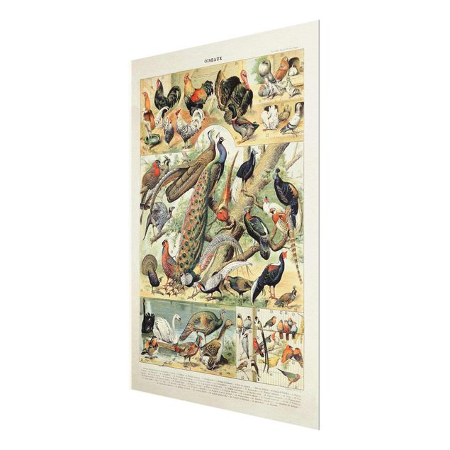 Glasschilderijen Vintage Board European Birds