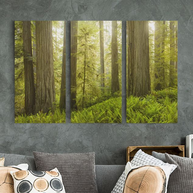 Canvas schilderijen - 3-delig Redwood State Park Forest View