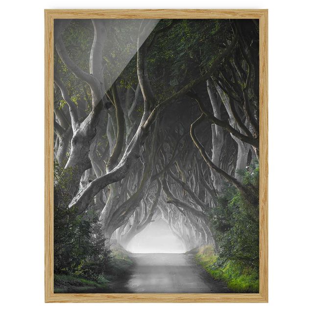Ingelijste posters Forest In Northern Ireland