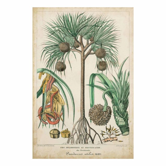 Glasschilderijen Vintage Board Exotic Palms I