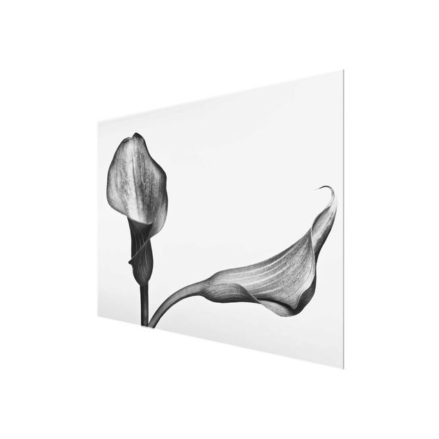Glasschilderijen Calla Close-Up Black And White