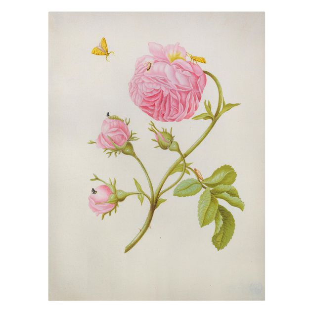 Canvas schilderijen Anna Maria Sibylla Merian - Wild Rose With Gracillariidae
