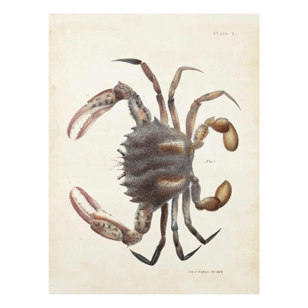 Glasschilderijen Vintage Illustration Crab