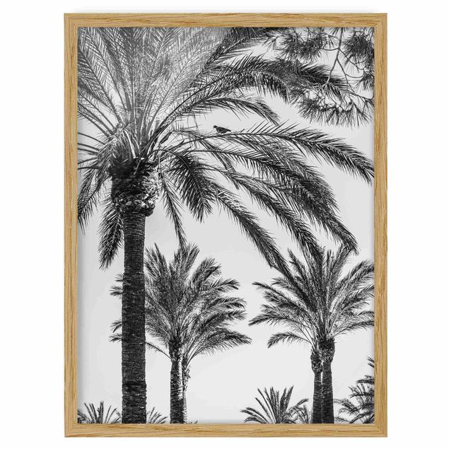 Ingelijste posters Palm Trees At Sunset Black And White
