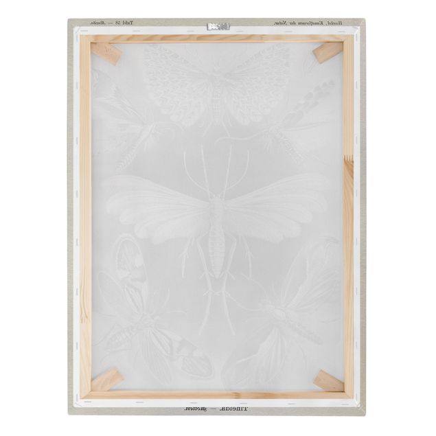 Canvas schilderijen Vintage Board Moths And Butterflies