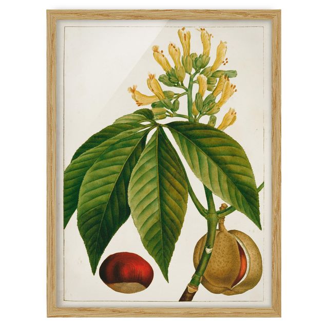 Ingelijste posters Tableau Leaf Flower Fruit VI