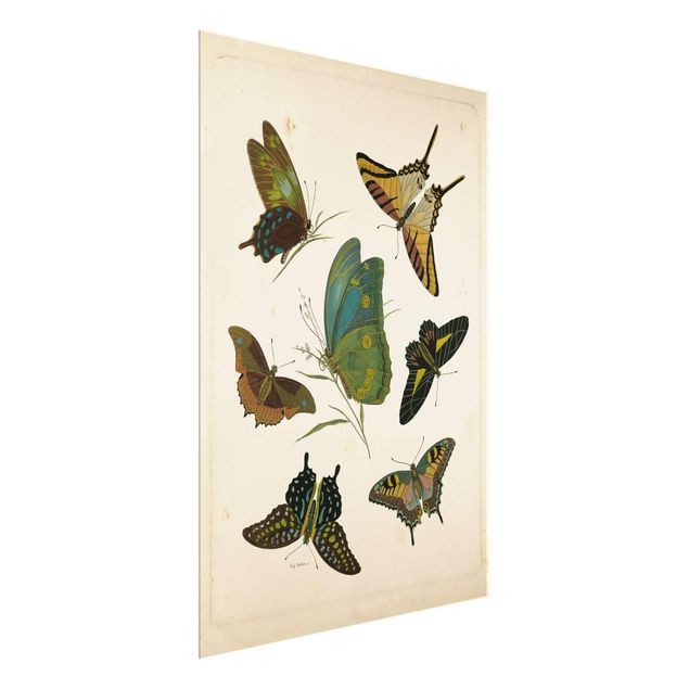 Glasschilderijen Vintage Illustration Exotic Butterflies
