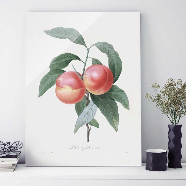 Magnettafel Glas Botany Vintage Illustration Peach