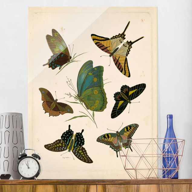 Glas Magnetboard Vintage Illustration Exotic Butterflies