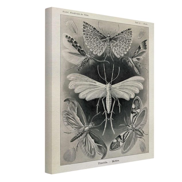 Canvas schilderijen Vintage Board Moths And Butterflies