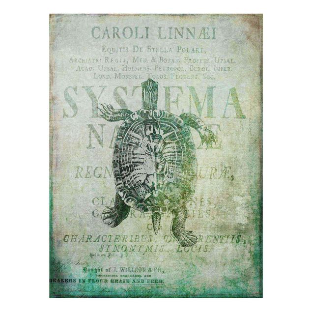Glasschilderijen Vintage Collage - Antique Turtle