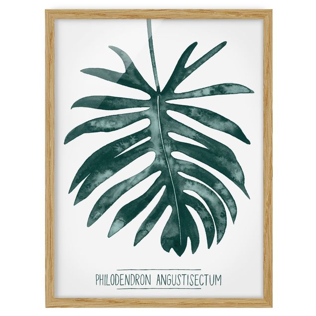 Ingelijste posters Emerald Philodendron Angustisectum