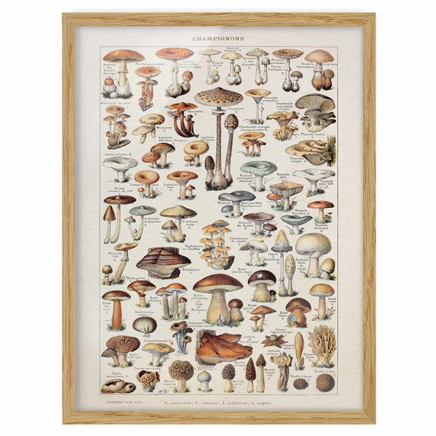Ingelijste posters Vintage Board Mushrooms