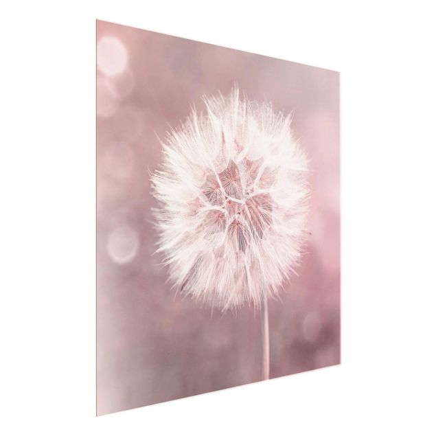 Glasschilderijen Dandelion Bokeh Light Pink