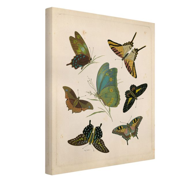 Canvas schilderijen Vintage Illustration Exotic Butterflies