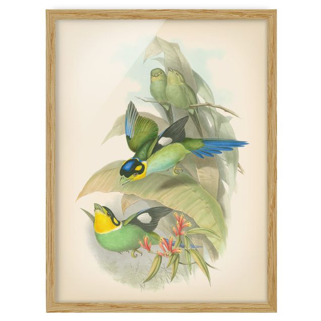 Ingelijste posters Vintage Illustration Tropical Birds