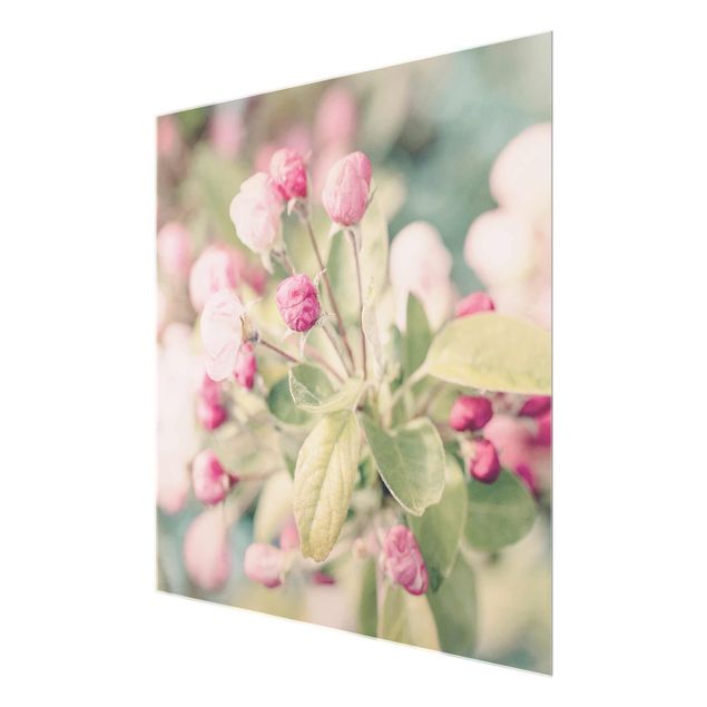 Glasschilderijen Apple Blossom Bokeh Light Pink