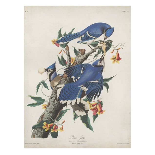 Canvas schilderijen Vintage Board Blue Jays