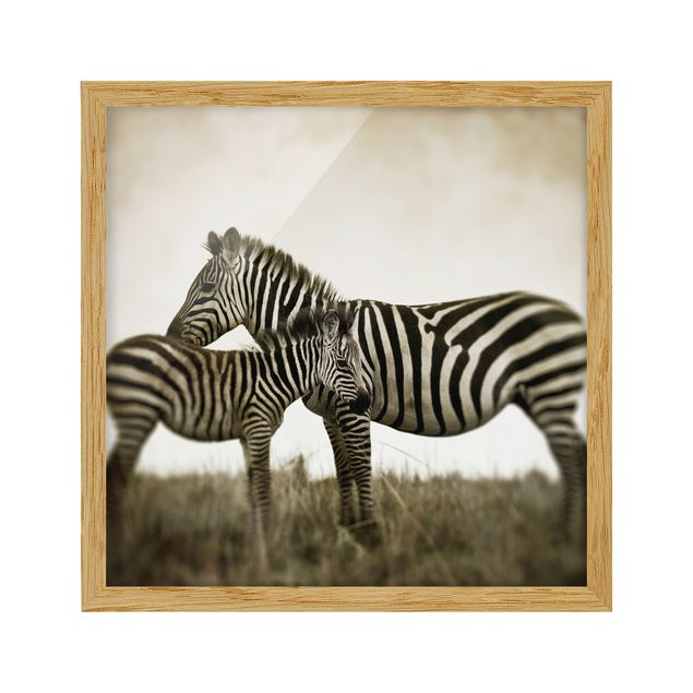Ingelijste posters Zebra Couple