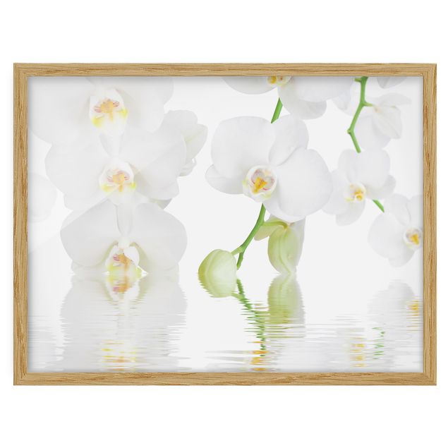 Ingelijste posters Spa Orchid - White Orchid