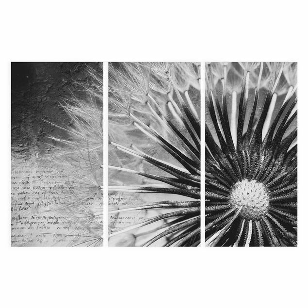 Canvas schilderijen - 3-delig Dandelion Black & White
