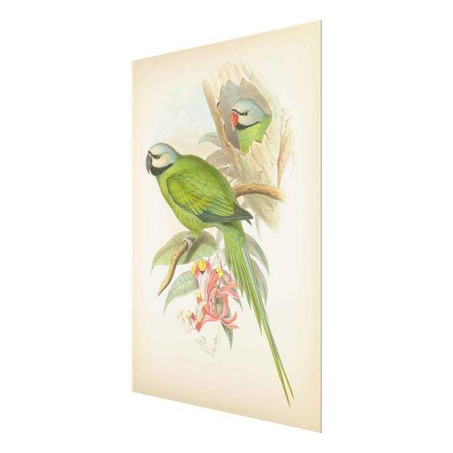 Glasschilderijen Vintage Illustration Tropical Birds II