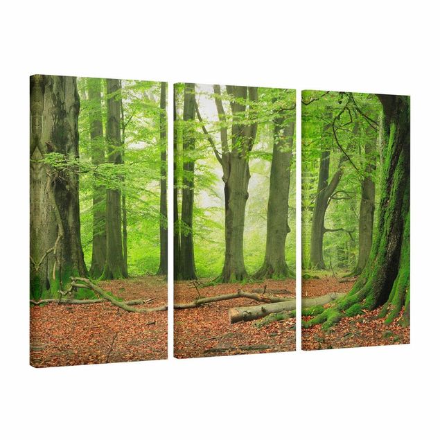 Canvas schilderijen - 3-delig Mighty Beech Trees