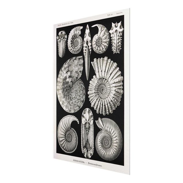 Glasschilderijen Vintage Board Fossils Black And White