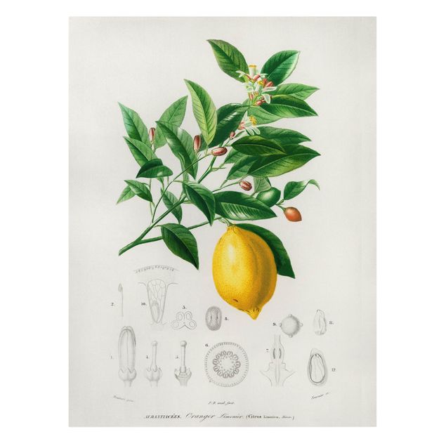 Canvas schilderijen Botany Vintage Illustration Of Lemon