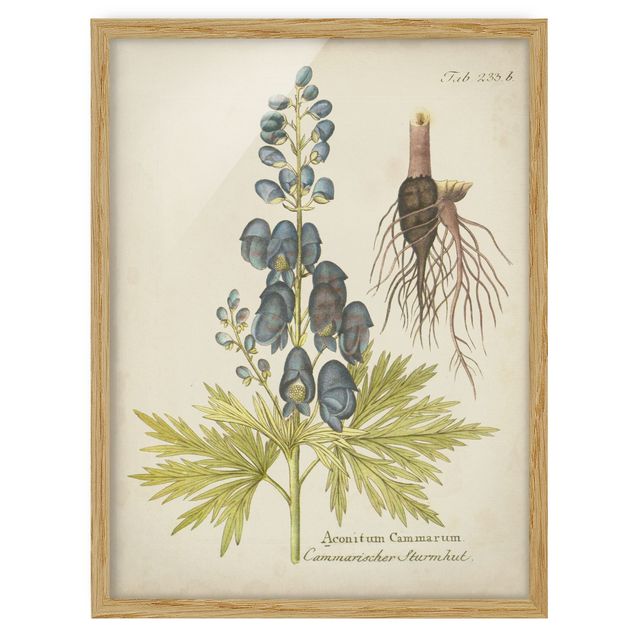 Ingelijste posters Vintage Botany In Blue Monkshood