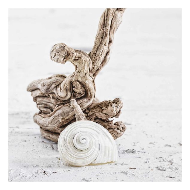 Glasschilderijen White Snail Shell And Root Wood
