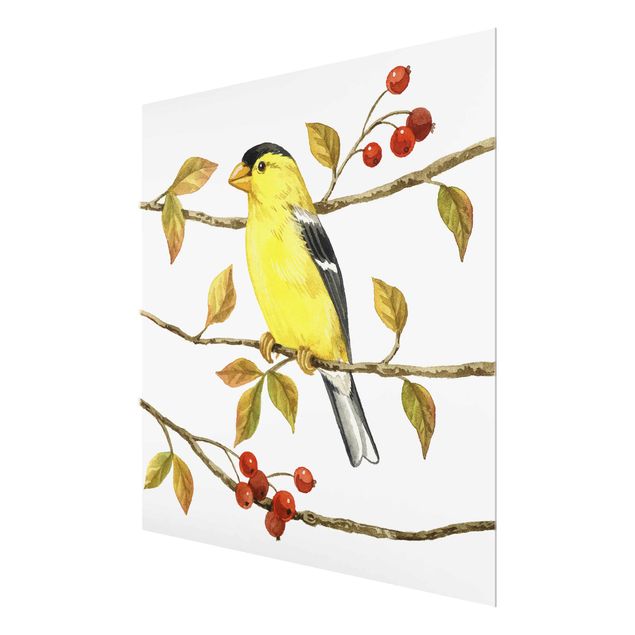 Glasschilderijen Birds And Berries - American Goldfinch