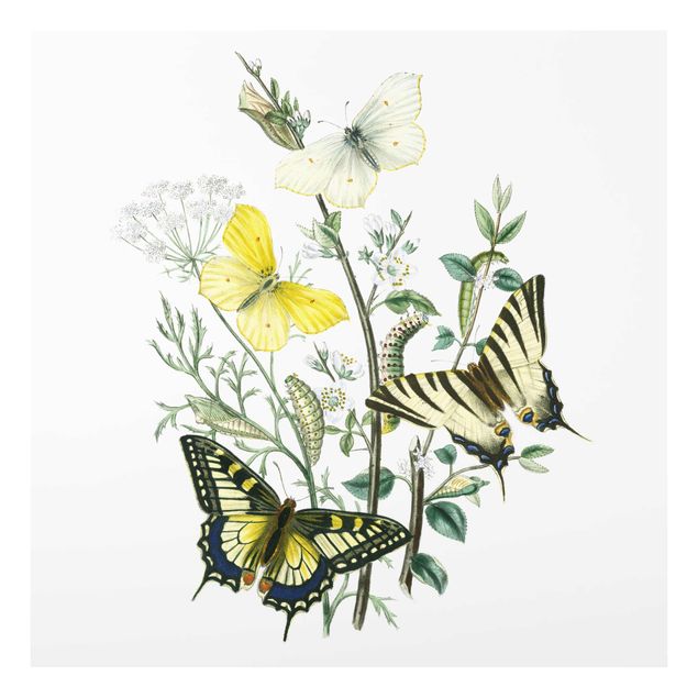 Glasschilderijen British Butterflies III