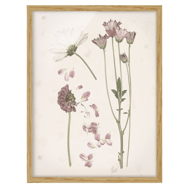 Ingelijste posters Herbarium In Pink II