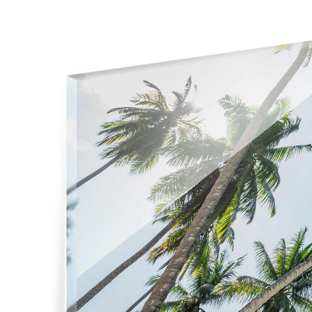 Glasschilderijen Palm Tree Canopy