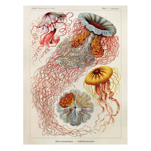 Canvas schilderijen Vintage Board Jellyfish
