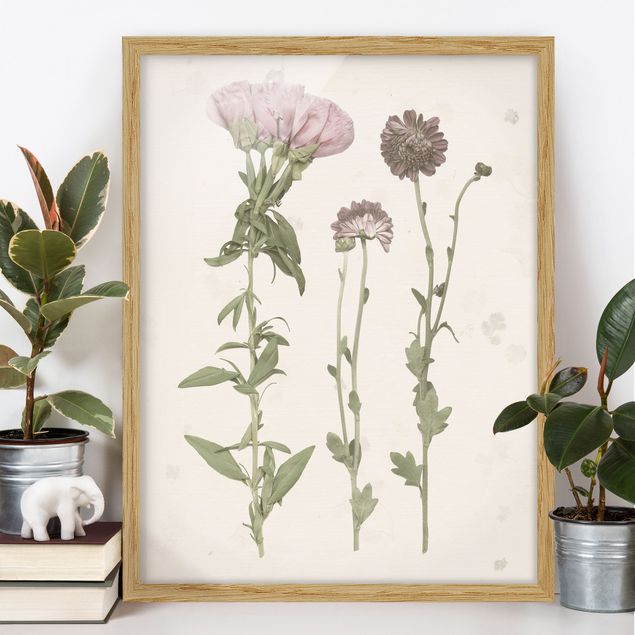 Ingelijste posters Herbarium In Pink III