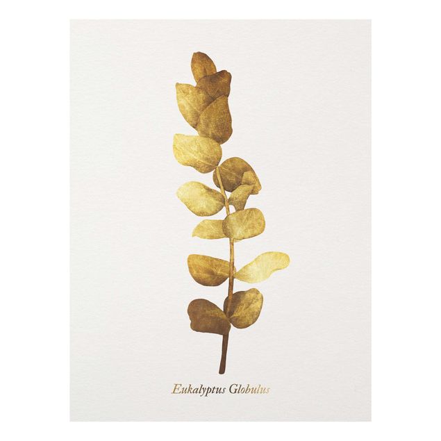 Glasschilderijen Gold - Eucalyptus