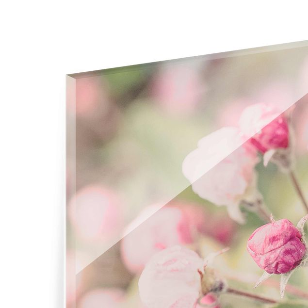 Glasschilderijen Apple Blossom Bokeh Light Pink