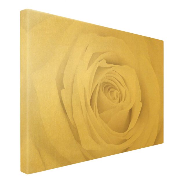 Canvas schilderijen - Goud Pretty White Rose