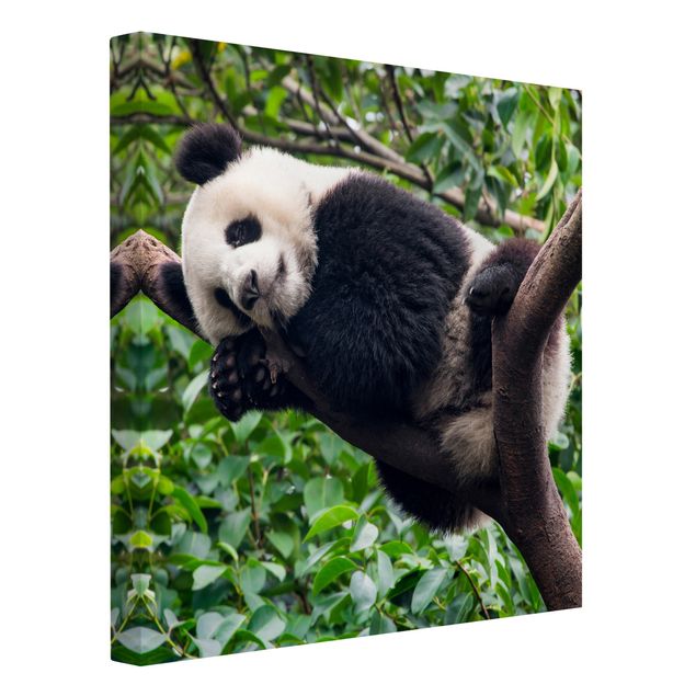 Canvas schilderijen Sleeping Panda On Tree Branch