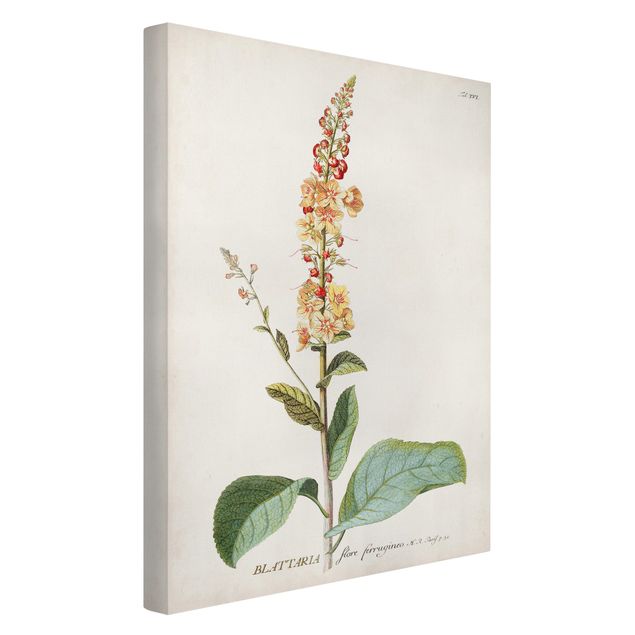 Canvas schilderijen Vintage Botanical Illustration Mullein