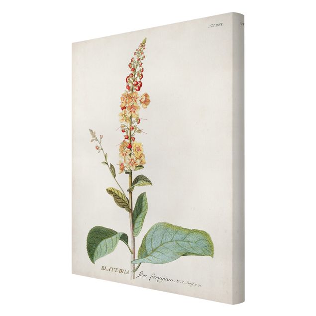 Canvas schilderijen Vintage Botanical Illustration Mullein