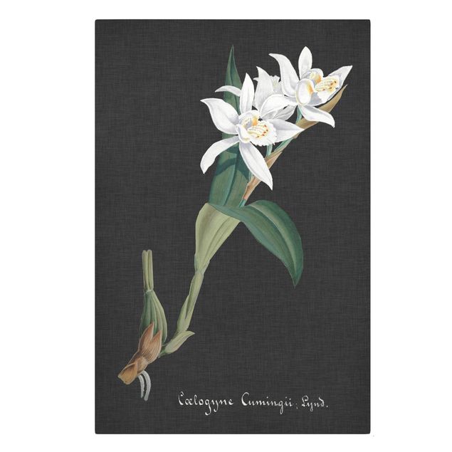 Canvas schilderijen White Orchid On Linen II