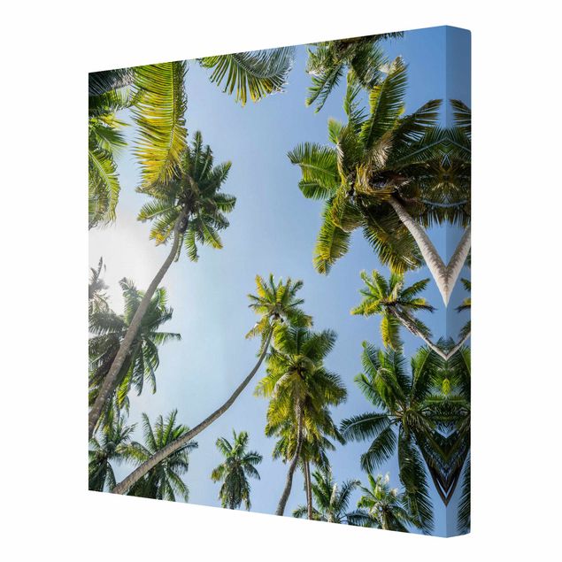 Canvas schilderijen Palm Tree Canopy